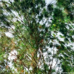 Trở lại Cambodia: Mondulkiri xứ lạnh giữa miền nắng nóng